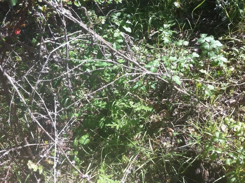Groundcover at confluence point.