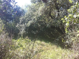 #1: Site of 34 North 118 West, looking south.  The confluence is in the small clearing.