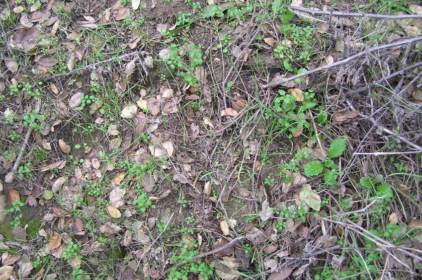 Ground cover at the confluence point.