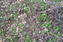 #2: Ground cover at the confluence point.
