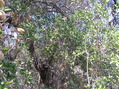#5: View to the west from the confluence point. 