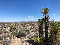 #8: Mojave yucca