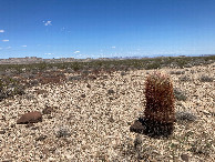 #9: A stray barrel cactus