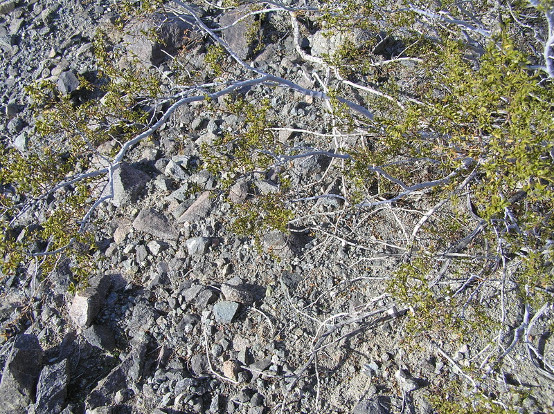 Ground cover at the confluence point.