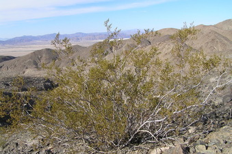 #1: Confluence of 35 North 116 West, at the creosote bush, in the foreground, looking northwest.
