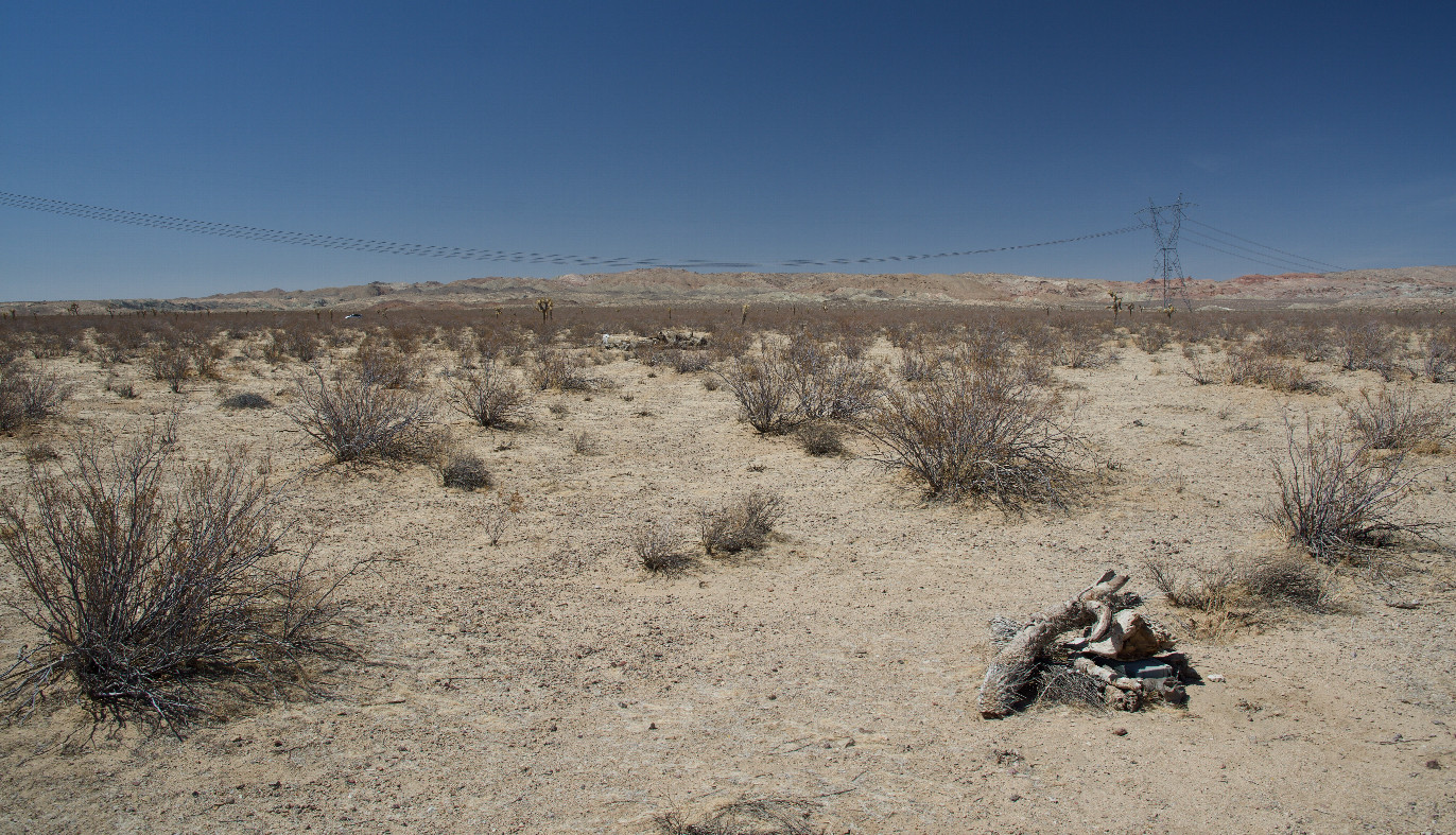 The confluence point lies in a flat desert, with sagebrush and Joshua Trees nearby.  (This is also a view to the North, towards high-voltage power lines.)