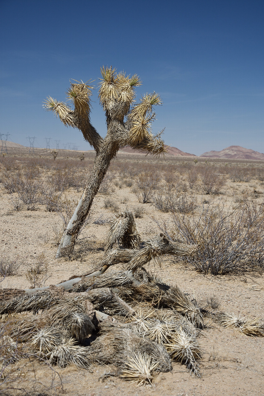 Two Joshua Trees (one living, one dead) near the confluence point