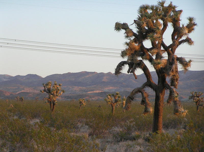 View to the northwest from the confluence.