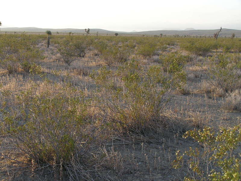 Confluence site and view to the east.