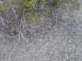 #6: Desert groundcover at the confluence.