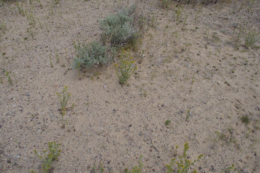 The confluence point lies in thinly-vegetated desert land