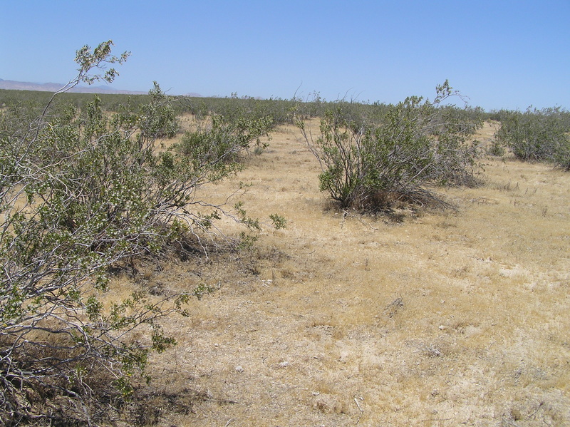 View to the north from the confluence.