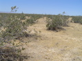 #5: View to the north from the confluence.