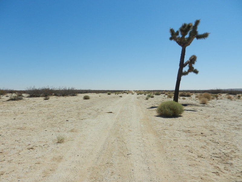 A landmark tree west of 118W, near a road that almost follows the 35<sup>th</sup> parallel.