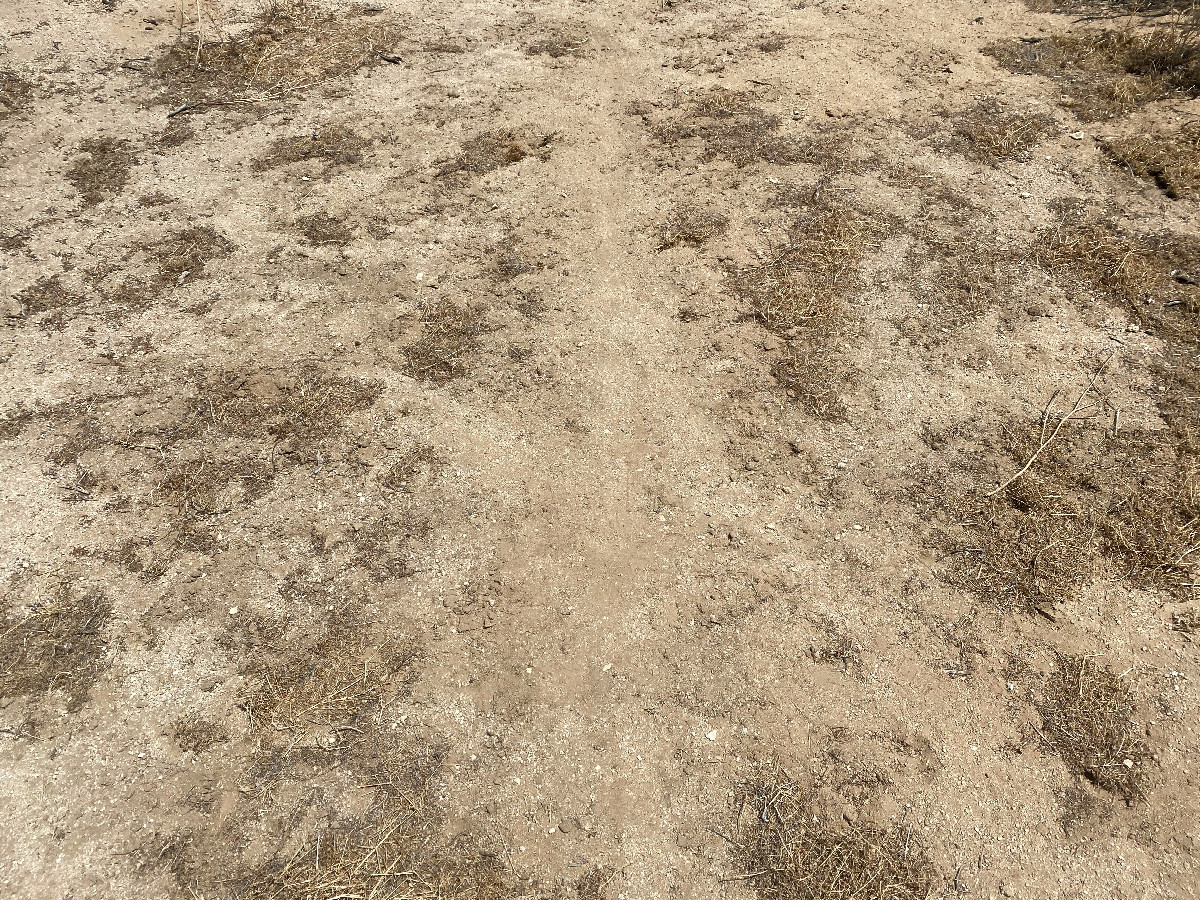 Ground cover at the confluence point