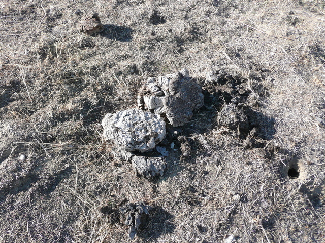 cow dung marking the CP