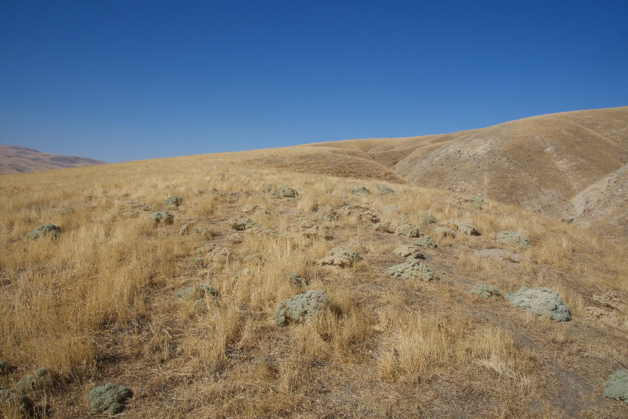The confluence point lies on top of this grassy ridge. (This is also a view to the West.)