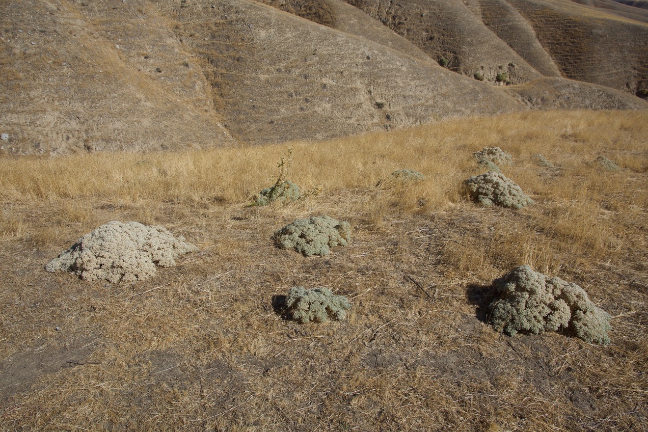 Ground cover at the confluence point - on top of a grassy ridge