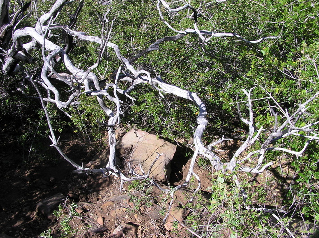 The confluence point - on a steep, scrubby hillside