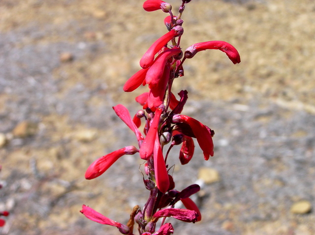 Pretty wildflowers, growing beside the road above the confluence point