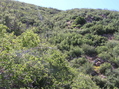 #5: View west (back up the steep hill, towards Sierra Madre Road)