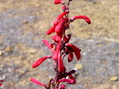 #9: Pretty wildflowers, growing beside the road above the confluence point