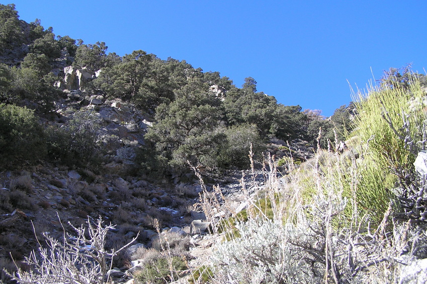 View to the west from the confluence.