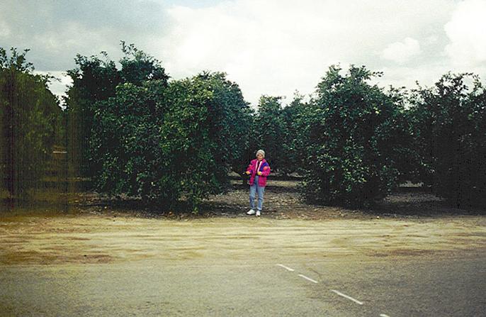 An orange grove to the west