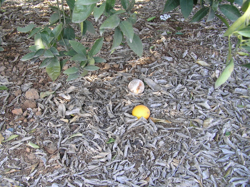 Groundcover at the confluence point.