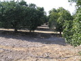 #5: View to the west from the confluence.