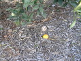 #7: Groundcover at the confluence point.
