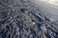 #5: Ground cover at the confluence point - on a grassy hillside, scorched by a recent fire