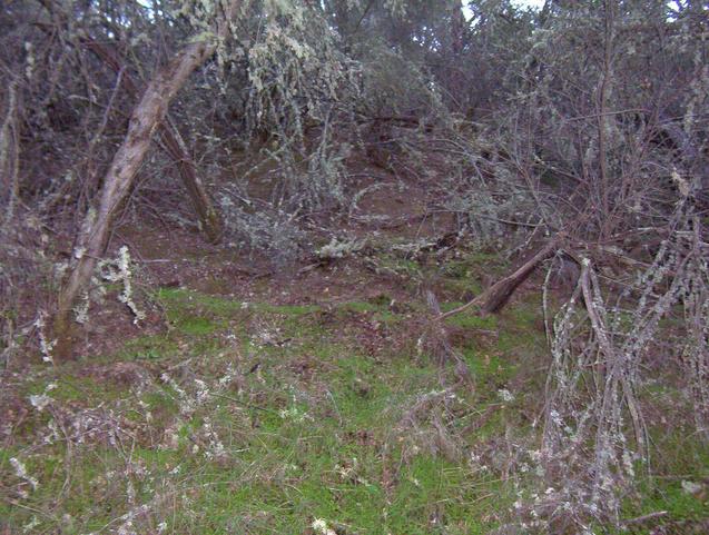 The confluence lies about 20 feet into the dense chaparral.