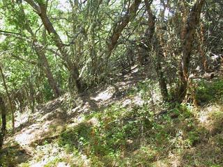 #1: Picture of the confluence.  I got all zeros just past the patch of Poison Oak in the foreground.