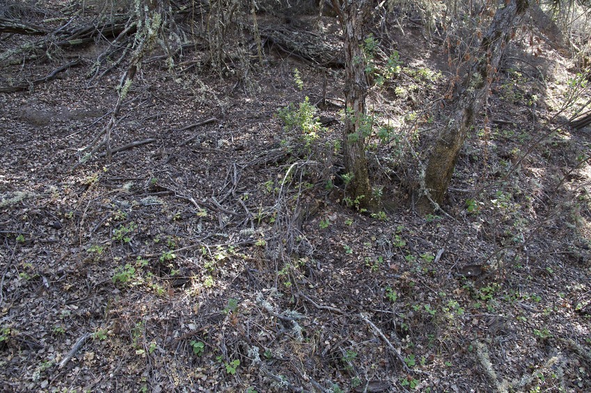 The confluence point lies in a densely-vegetated area (oak and manzanita)