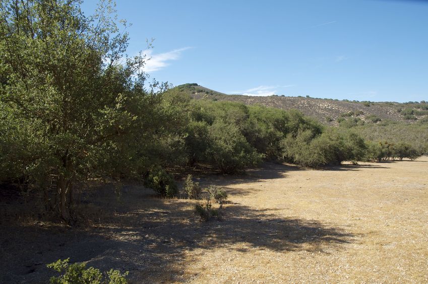 View North from the meadow, 120 feet East of the confluence point