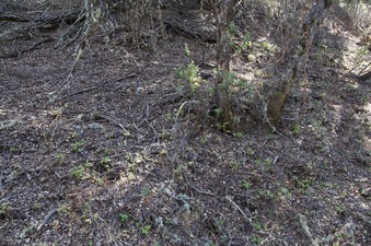 #1: The confluence point lies in a densely-vegetated area (oak and manzanita)