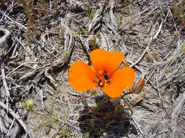 Confluence Flora