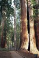 #5: The 'McKinley Grove' of Giant Sequoias - just 6 miles from the confluence