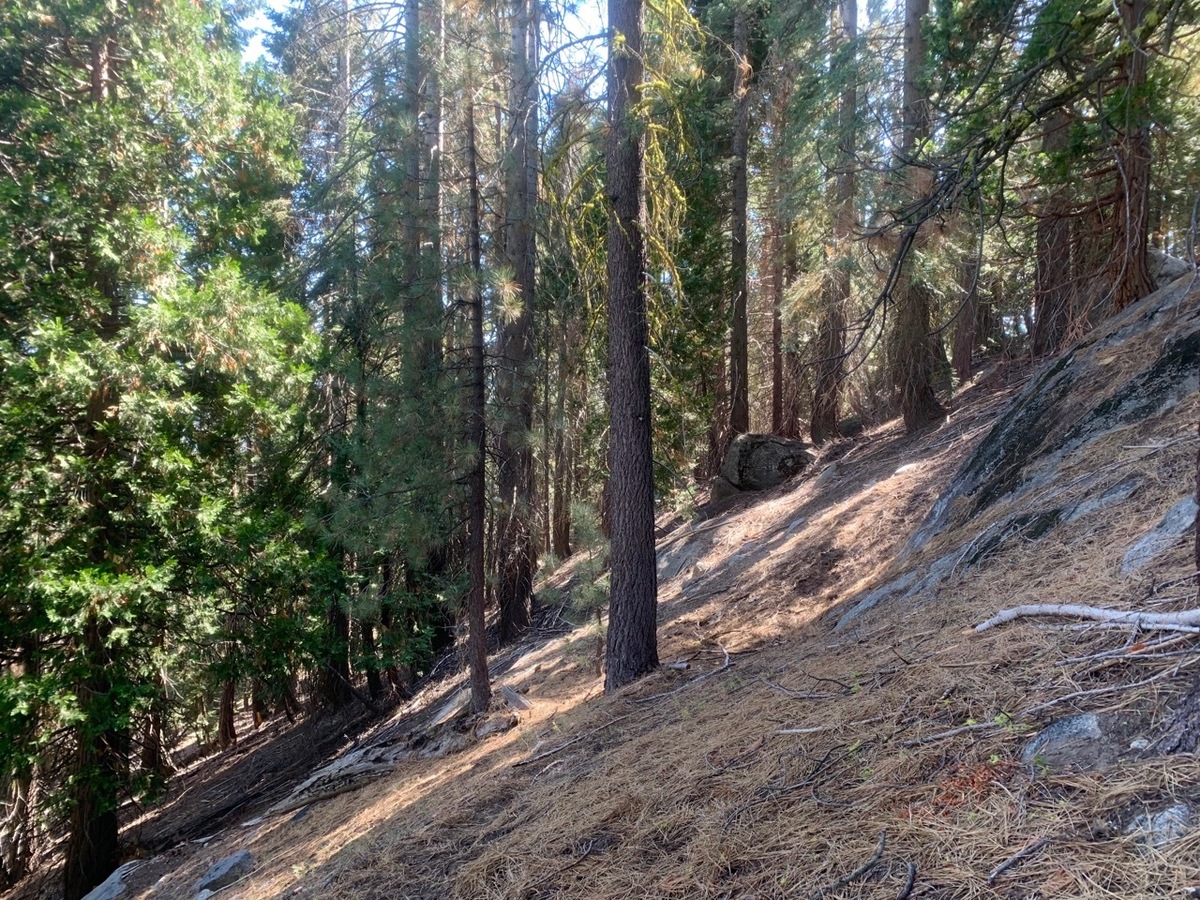 The confluence point lies on a East-facing forested slope.  (This is a view to the South, along the slope.)
