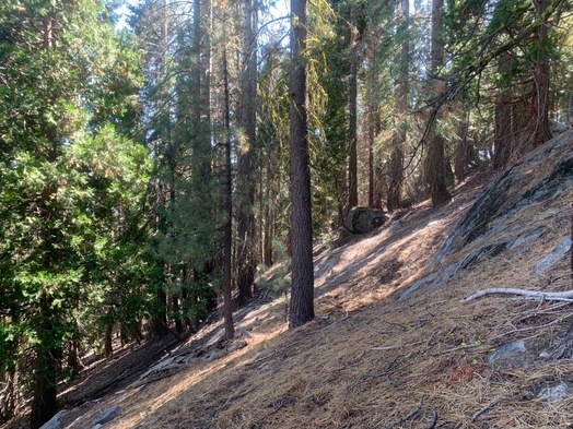 #1: The confluence point lies on a East-facing forested slope.  (This is a view to the South, along the slope.)