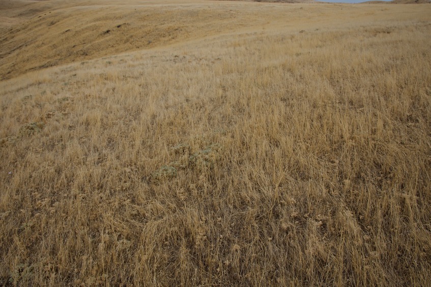 The confluence point lies near a hilltop, in rolling, grassy farmland