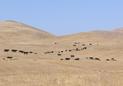 #7: Cattle taking an interest in confluencing