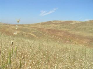#1: "The golden rolling hills of California" --Folk Singer Kate Wolf.  View to the north from 37 North 121 West.