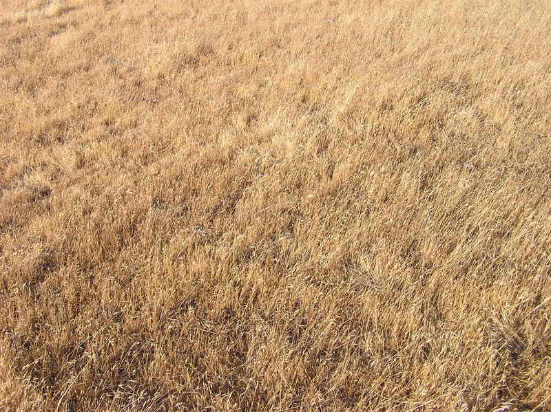 The confluence point lies near the top of a small grassy hill