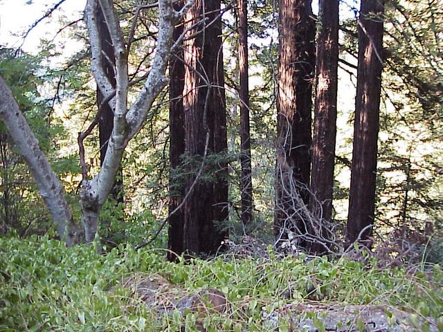 View to the north from the confluence.