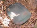 #6: There's a geocache in the tree trunk nearby...
