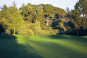 #3: Deer walking across the nearby golf course.