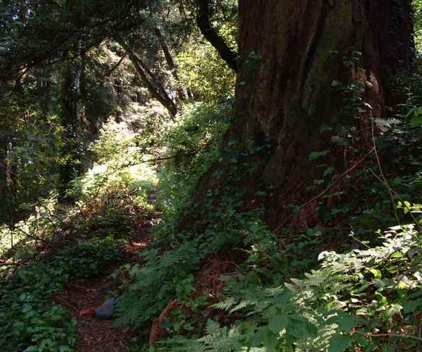 Trail near the confluence of N37 W122