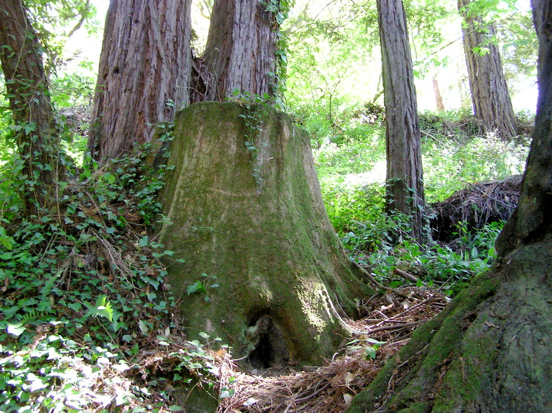The redwood grove (with the 'Confluence Stump') that contains the confluence point